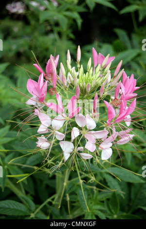 Cleome hassleriana, alto spettacolari profumata cespuglioso annuale cespuglioso Foto Stock