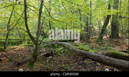 Vecchi alberi di quercia rotto giacenti e sun sopra nel paesaggio autunnale di stand di latifoglie Foto Stock