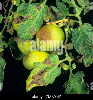 Late blight (Phytophthora infestans) danni alle foglie di pomodoro e di frutta Foto Stock