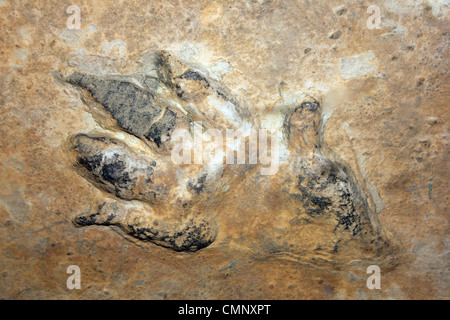 Chirotherium Footprint stortonense in arenaria Foto Stock