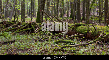 Moss avvolto una parte di albero gigante giacente in stand della foresta di Bialowieza Foto Stock