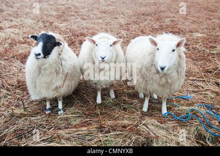 Tre pecore a Portnalong, Isola di Skye, Scotland, Regno Unito. Foto Stock