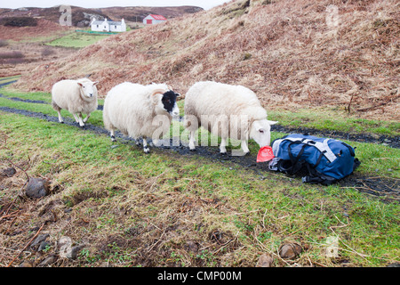 Tre pecore a Portnalong, Isola di Skye in Scozia, Regno Unito, indagare su uno zaino. Foto Stock