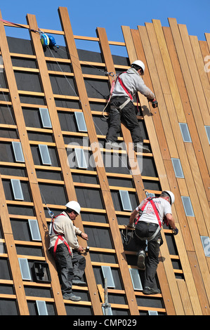 Lavoratori edili / steeplejacks / conciatetti protetto da cavi di sicurezza, elmetti e corde di attacco di tavole di legno sul tetto Foto Stock