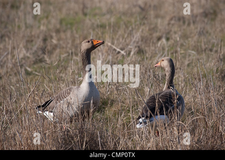 Coppia di oche Graylag in piscina reeded Foto Stock