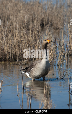 Coppia di oche Graylag in piscina reeded Foto Stock