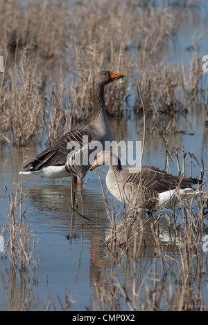 Coppia di oche Graylag in piscina reeded Foto Stock