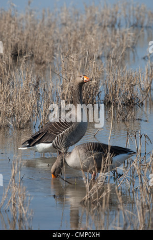 Coppia di oche Graylag in piscina reeded Foto Stock