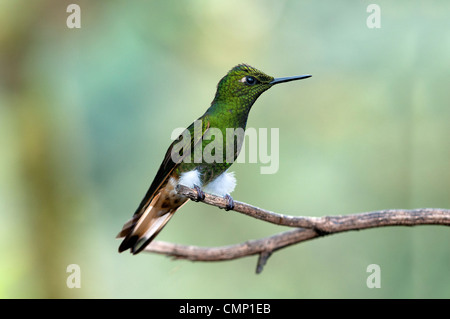 Buff-tailed Coronet, Boissonneaua flavescens, Tandayapa regione andina, cloud forest, Ecuador Foto Stock