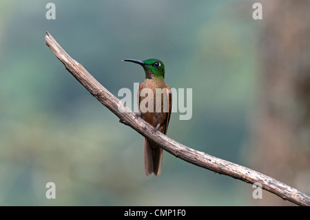 Fawn-breasted brillante, Heliodoxa rubinoides,Tandayapa regione andina, cloud forest, Ecuador Foto Stock