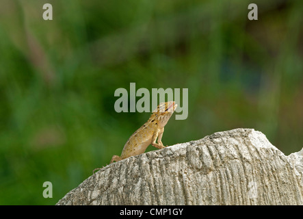 Lucertola cambiabile, Calotes versicolor, femmina con tipici giallo-marrone colore, Thailandia Foto Stock