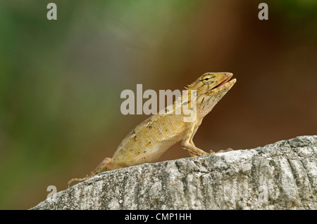 Lucertola cambiabile, Calotes versicolor, femmina con tipici giallo-marrone colore, Thailandia Foto Stock