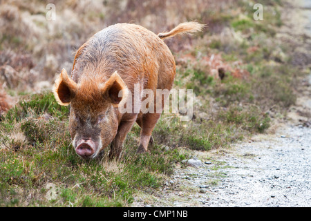 Un intervallo libero di maiale Raasay sulla Scozia, Regno Unito Foto Stock