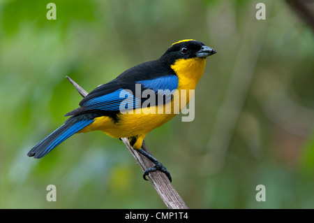 Blu-alato Tanager montagna, Anisognathus somptuosus, Tandayapa regione andina, cloud forest, Ecuador Foto Stock