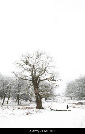 Paesaggio invernale di Richmond Park è il parco più grande dei parchi reali di Londra e di quasi tre volte più grande di nuovo Yo Foto Stock