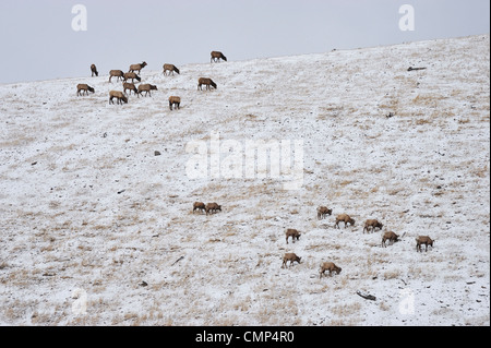 Una mandria di elk alimentazione lungo un pendio con un branco di pecore bighorn alimentazione sulla stessa collina. Foto Stock