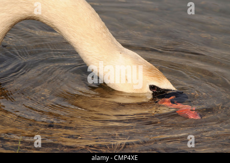 Swan Foto Stock