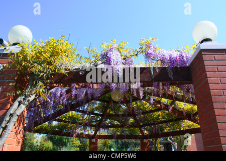 Il glicine viola fiori con paralumi sulla parete Foto Stock