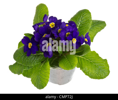 Fioritura blu potted primrose isolato su bianco Foto Stock