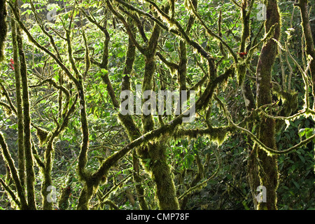 Pioggia vibranti baldacchino di foresta in Costa Rica Foto Stock