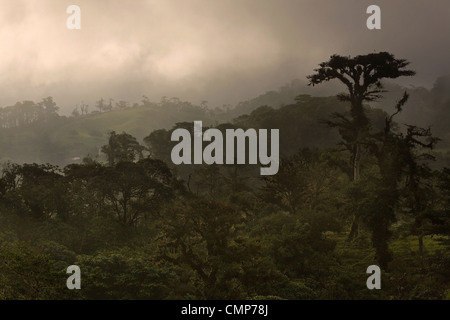 Bellissima Costa Rican cloud forest al tramonto Foto Stock