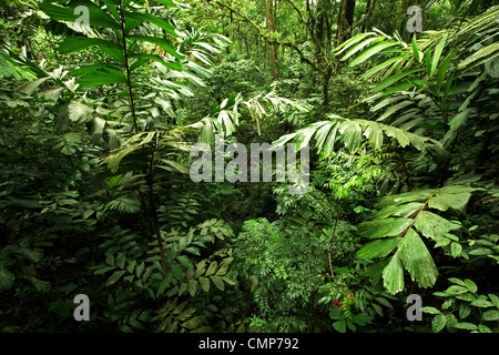 Densa foresta pluviale tropicale in Costa Rica Foto Stock