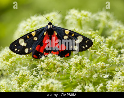 Scarlet Tiger (Callimorpha dominula) moth seduto sul fiore in estate. Foto Stock