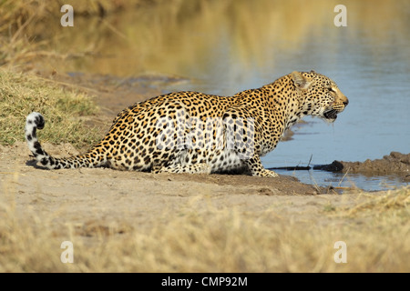 Maschio di leopard (Panthera pardus) acqua potabile, Sabie-Sand riserva naturale, Sud Africa Foto Stock