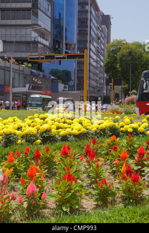 Lima Peru,Surquillo,Avenida Ricardo Palma,scena stradale,mediana,paesaggio urbano. Fiori aiuole,pettine di cockscomb,marigold africano,florido annuale Foto Stock