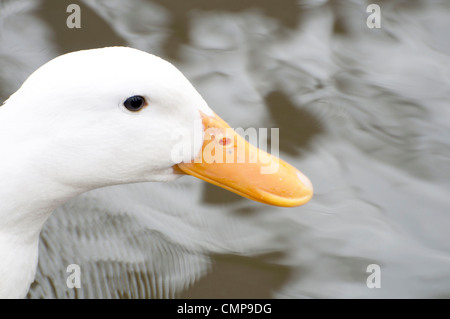 Bianco (d'anatra pekins specie) close up Foto Stock