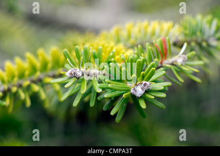 Abies koreana abete coreano closeup grigio verde fogliame foglie aghi ritratti di piante conifere e arbusti sempreverdi branche di conifere Foto Stock