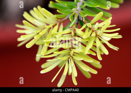 Abies nordmanniana golden spandiconcime closeup giallo verde fogliame foglie aghi ritratti di piante conifere e arbusti sempreverdi conif Foto Stock