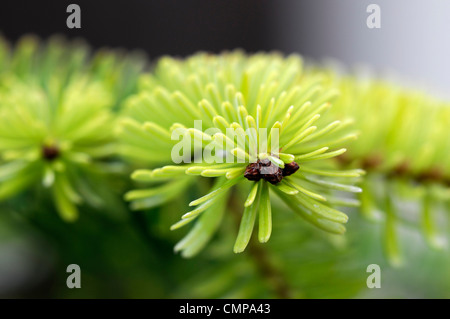 Abies nordmanniana golden spandiconcime closeup giallo verde fogliame foglie aghi ritratti di piante conifere e arbusti sempreverdi conif Foto Stock