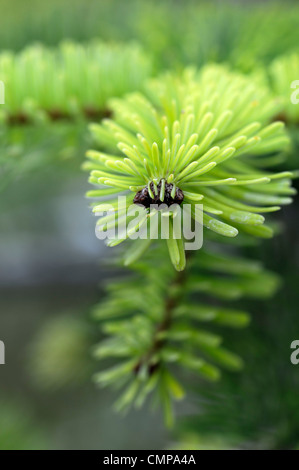 Abies nordmanniana golden spandiconcime closeup giallo verde fogliame foglie aghi ritratti di piante conifere e arbusti sempreverdi conif Foto Stock