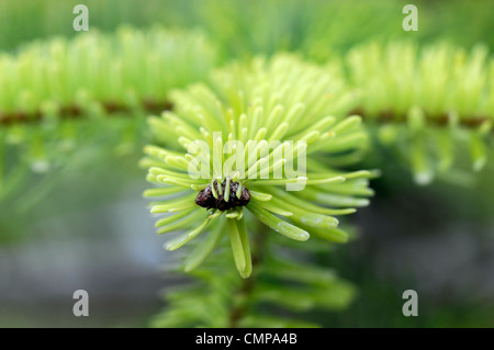 Abies nordmanniana golden spandiconcime closeup giallo verde fogliame foglie aghi ritratti di piante conifere e arbusti sempreverdi conif Foto Stock