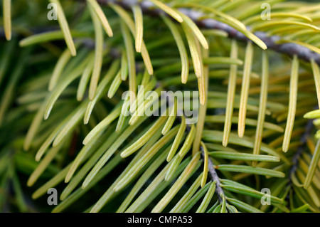 Abies vilmorinii Vilmorin's abete closeup fogliame verde foglie aghi ritratti di piante conifere e arbusti sempreverdi di conifere Foto Stock