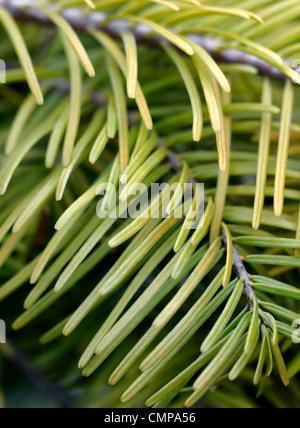 Abies vilmorinii Vilmorin's abete closeup fogliame verde foglie aghi ritratti di piante conifere e arbusti sempreverdi di conifere Foto Stock