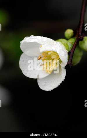 Chaenomeles speciosa etna fioritura di mela cotogna closeup molla di messa a fuoco selettiva dei ritratti di piante fiori bianchi petali arbusti Foto Stock