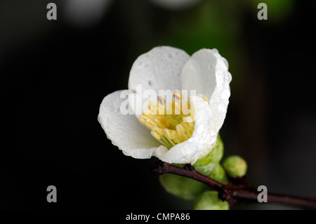 Chaenomeles speciosa etna fioritura di mela cotogna closeup molla di messa a fuoco selettiva dei ritratti di piante fiori bianchi petali arbusti Foto Stock