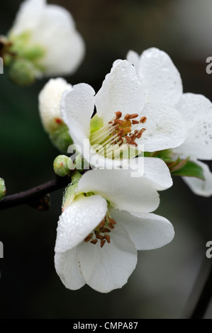 Chaenomeles speciosa etna fioritura di mela cotogna closeup molla di messa a fuoco selettiva dei ritratti di piante fiori bianchi petali arbusti Foto Stock