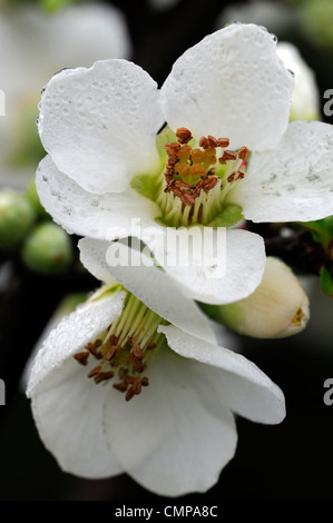 Chaenomeles speciosa etna fioritura di mela cotogna closeup molla di messa a fuoco selettiva dei ritratti di piante fiori bianchi petali arbusti Foto Stock