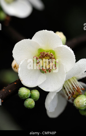 Chaenomeles speciosa etna fioritura di mela cotogna closeup molla di messa a fuoco selettiva dei ritratti di piante fiori bianchi petali arbusti Foto Stock