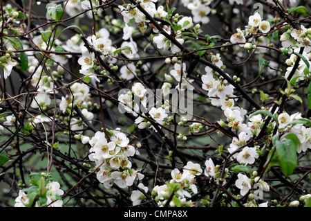 Chaenomeles speciosa etna fioritura di mela cotogna closeup molla di messa a fuoco selettiva dei ritratti di piante fiori bianchi petali arbusti Foto Stock