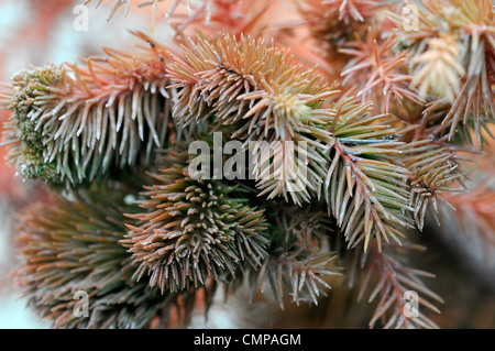 Cryptomeria japonica elegans cedro giapponese arbusti alberi sempreverdi rosa rossa foglie fogliame aghi di conifere Foto Stock