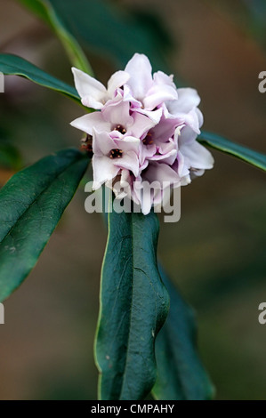 Daphne bholua jacqueline postill closeup impianto ritratti bianco fiori di colore rosa pallido fragrante profumatissimo fiore profumato arbusti inverno Foto Stock