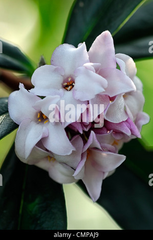 Daphne bholua jacqueline postill closeup impianto ritratti bianco fiori di colore rosa pallido fragrante profumatissimo fiore profumato arbusti inverno Foto Stock