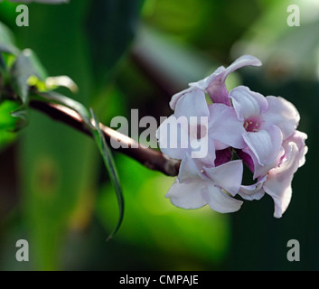 Daphne bholua jacqueline postill closeup impianto ritratti bianco fiori di colore rosa pallido fragrante profumatissimo fiore profumato arbusti inverno Foto Stock