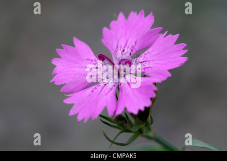 Dianthus carthusianorum luminosi petali di rosa fiori piante perenni rosa garofani giugno estate messa a fuoco selettiva closeup impianto Foto Stock