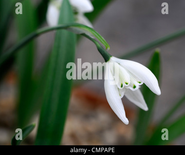 Galanthus lady beatrix stanley snowdrop fiori bianchi contrassegni verdi bulbi da fiore snowdrops Spring fioritura bloom fiore doppio Foto Stock