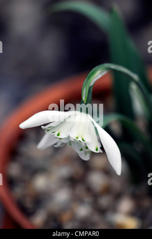 Galanthus lady beatrix stanley snowdrop fiori bianchi contrassegni verdi bulbi da fiore snowdrops Spring fioritura bloom fiore doppio Foto Stock